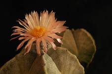 Astrophytum