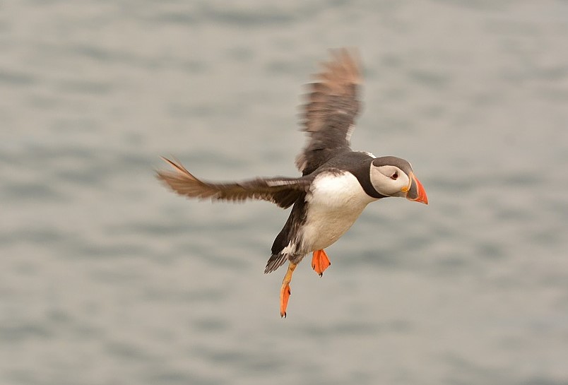 Puffin