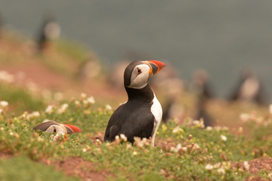 Puffins