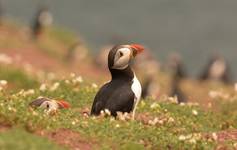 Puffins