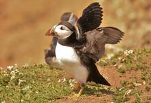 Puffin