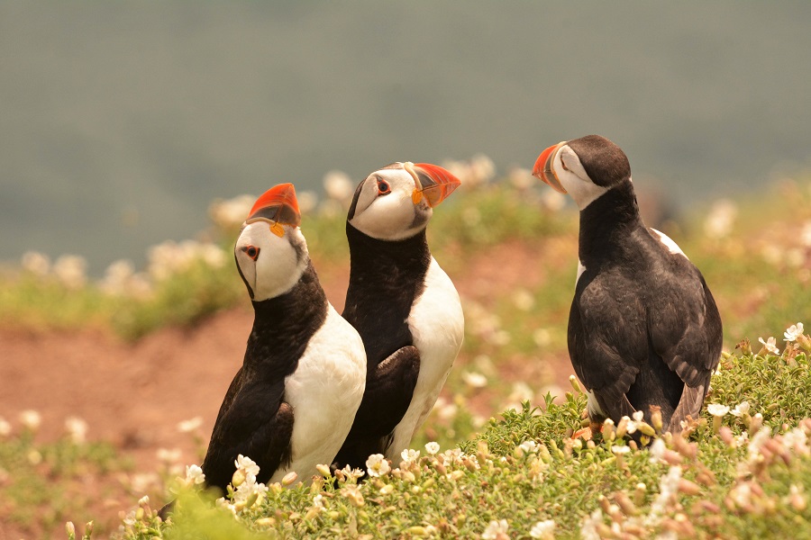 Puffins island