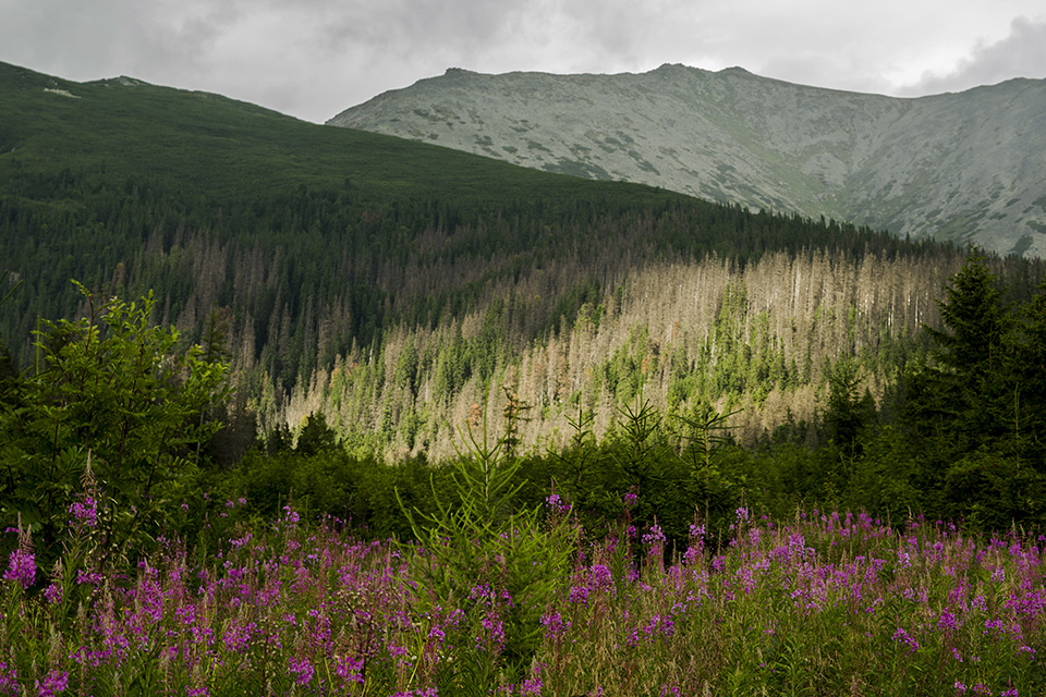 Tatry