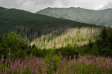 Tatry