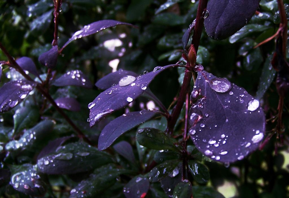 Purple rain