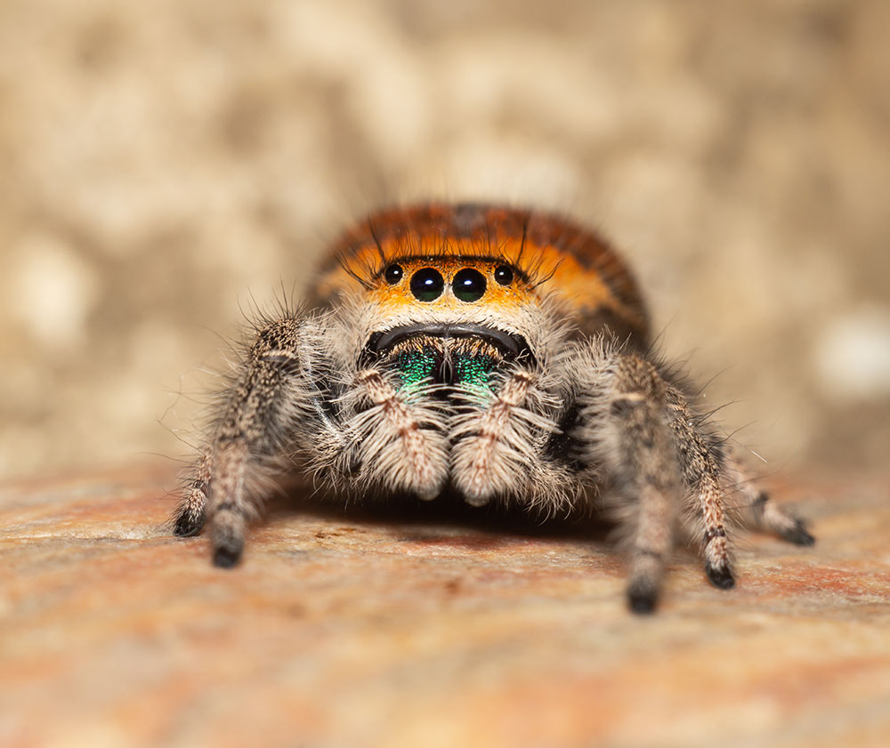 Phidippus regius