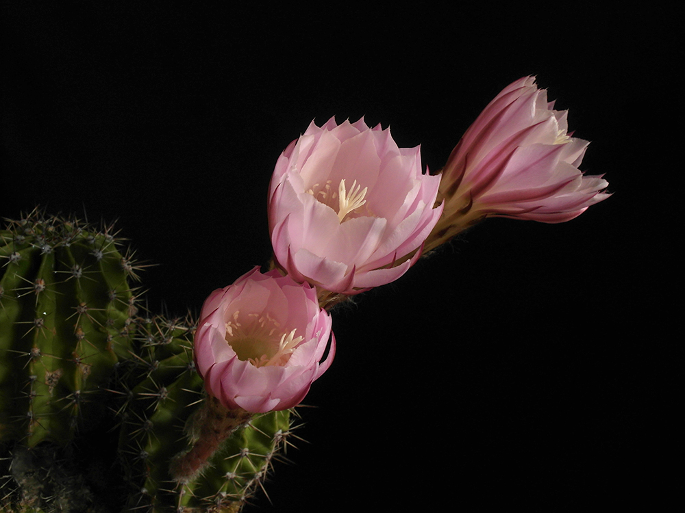 Echinopsis