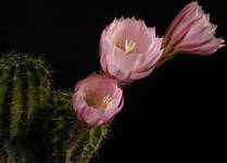 Echinopsis