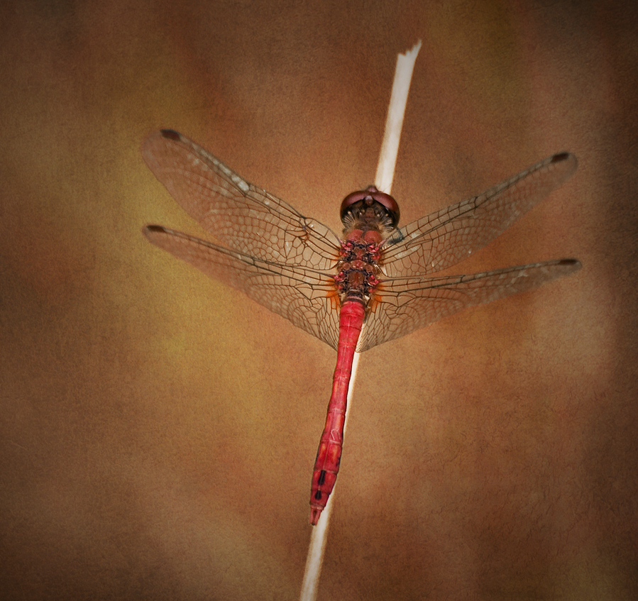 Lady in red...