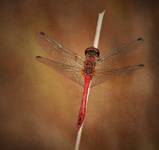 Lady in red...