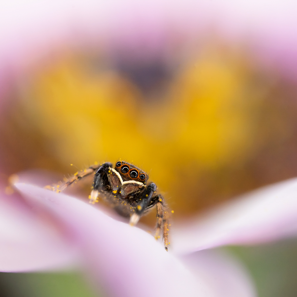 Euophrys frontal