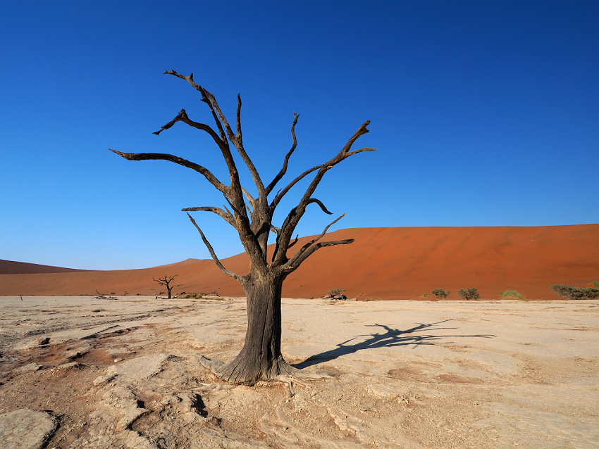 Dead Vlei