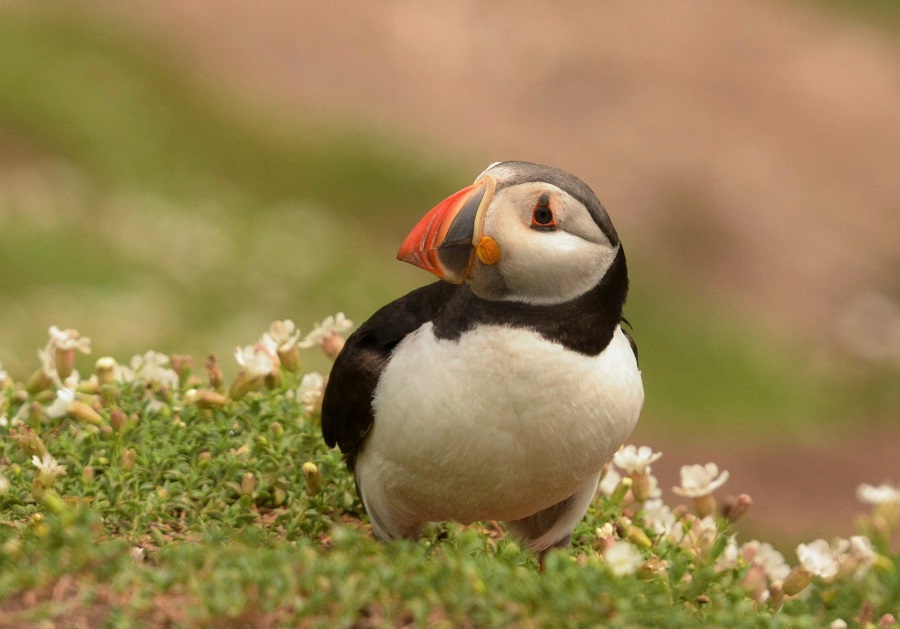 Puffin