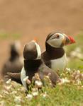 Puffins