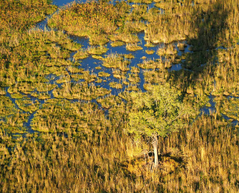 Delta Okawango