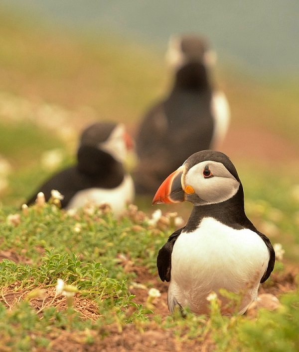 Puffin