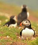 Puffin