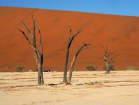 Dead Vlei