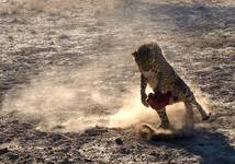 Cheetah farm, Namibia