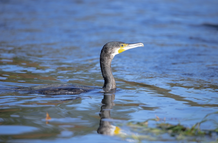 Kormoran