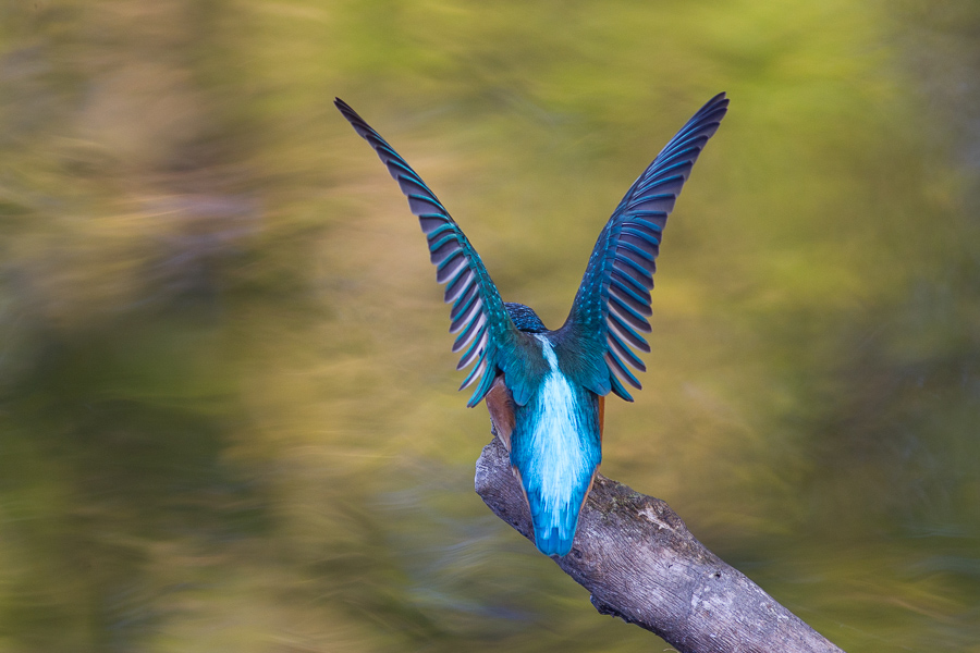 Blue angel