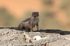 Podróże - Hiszpania - Fuerteventura