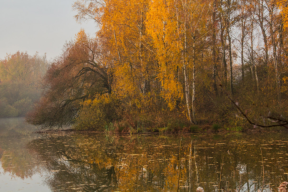 złota nasza nad stawem