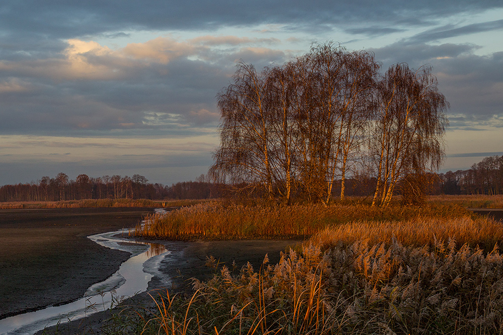 poranek nad regenerowanym stawem