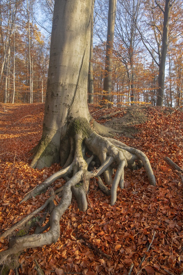 Jesień nad Balatonem 5