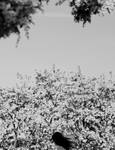 Girl In A Blooming Orchard 3