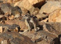 Podróże - Hiszpania - Fuerteventura