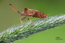 Coreus marginatus-Wtyk straszyk, Straszyk szczawiowiec.