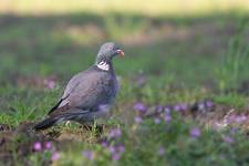 Columba