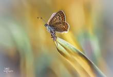 Czerwończyk uroczek- Lycaena tityrus, syn. Heodes tityrus.