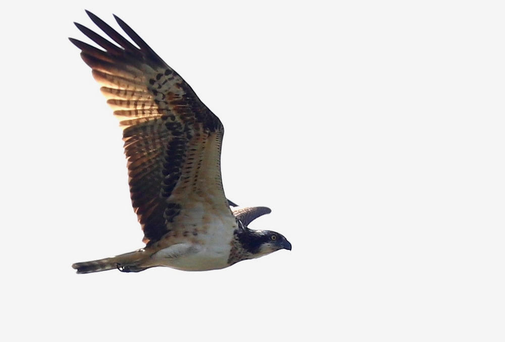 Rybołów (Pandion haliaetus)