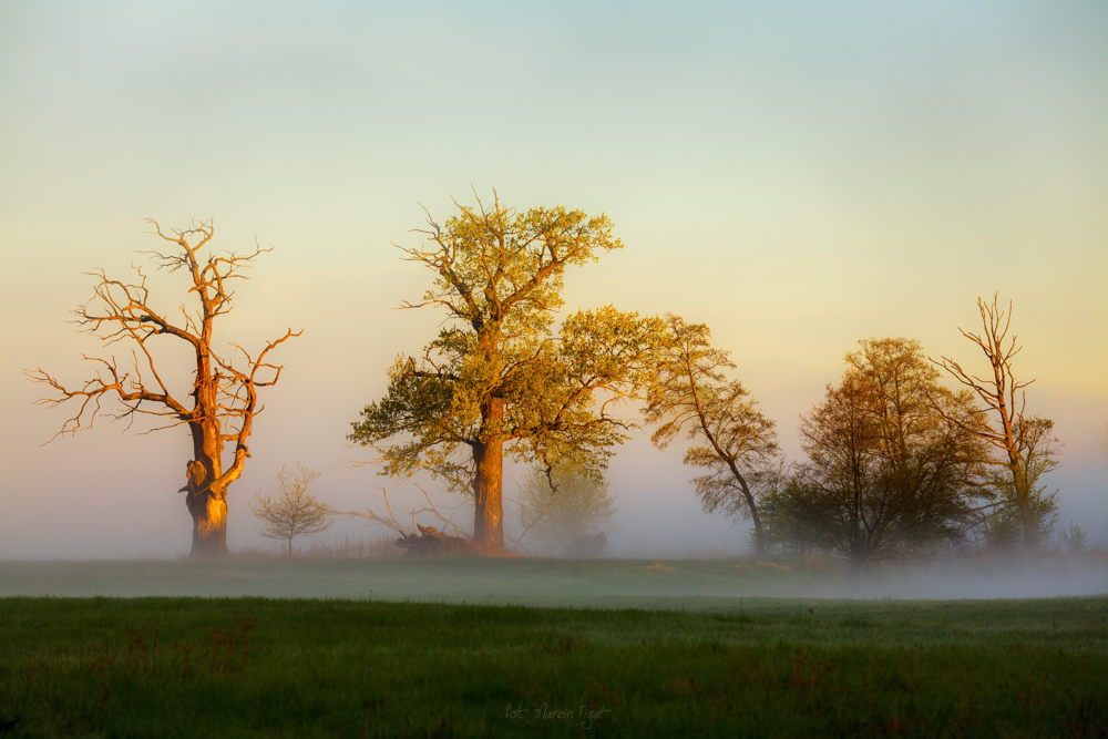 Marcin EF