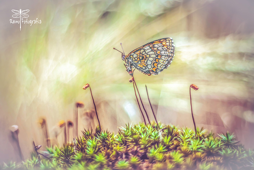 Przeplatka atalia-Melitaea athalia