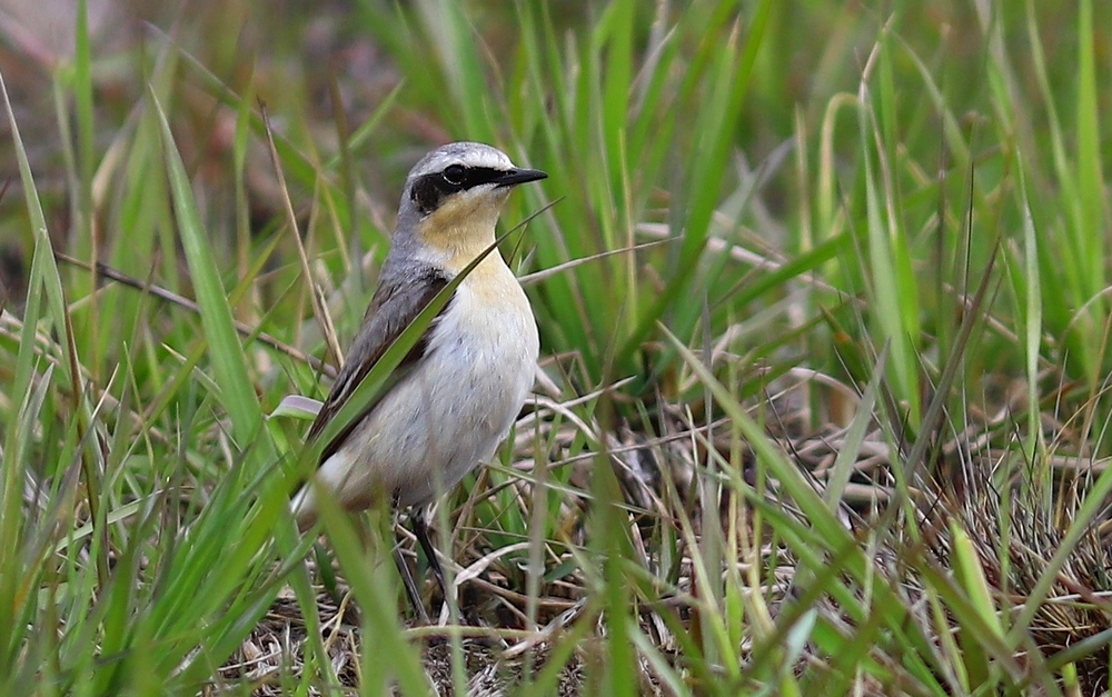 Białorzytka (Oenanthe oenanthe)  Maj 2021