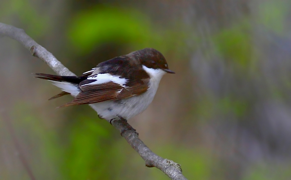 Muchołówka żałobna (Ficedula hypoleuca)