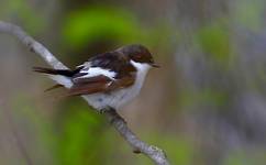 Muchołówka żałobna (Ficedula hypoleuca)