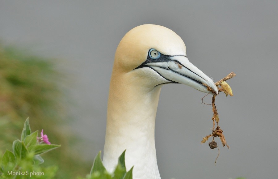 Gannet