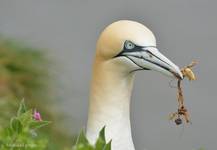 Gannet