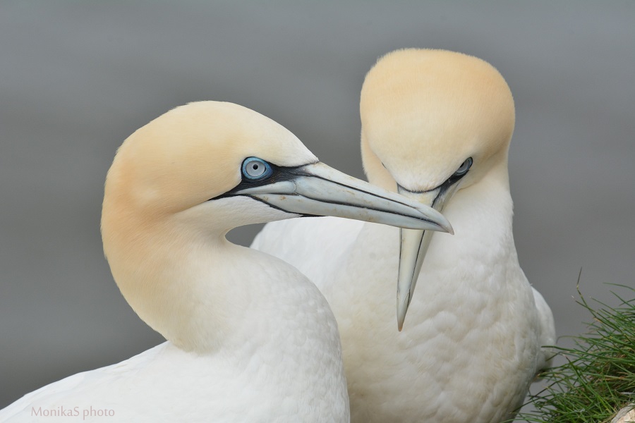 Gannets