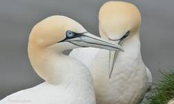 Gannets