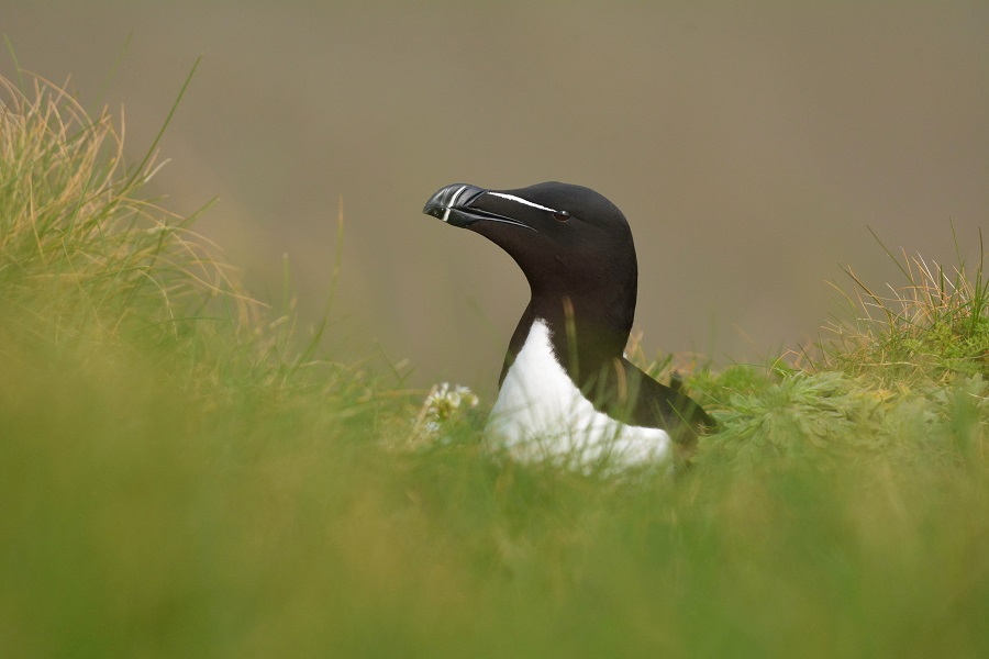 Razorbill