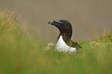 Razorbill