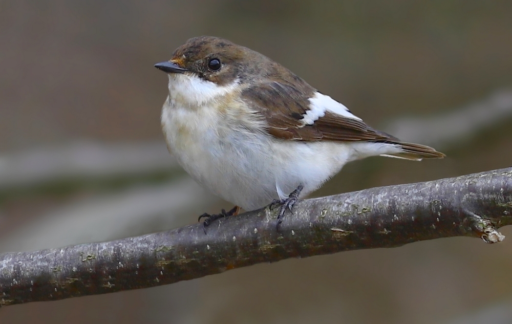 Muchołówka żałobna (Ficedula hypoleuca)