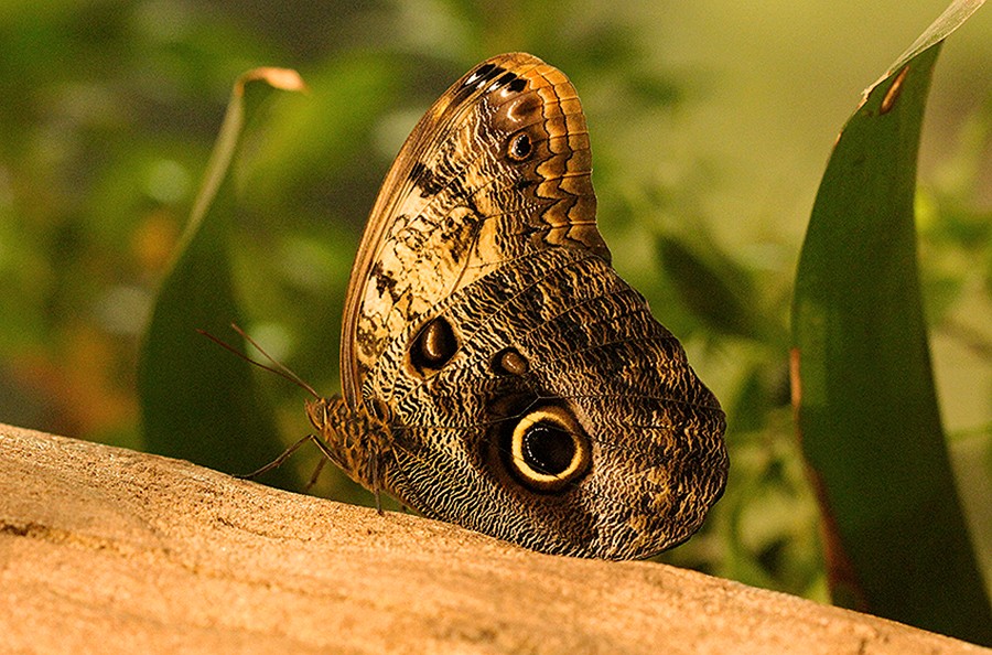 Podróże - Warszawa - Motylarnia - Motyl, sowa, (caligo, memnon)