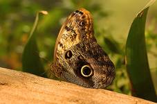 Podróże - Warszawa - Motylarnia - Motyl, sowa, (caligo, memnon)