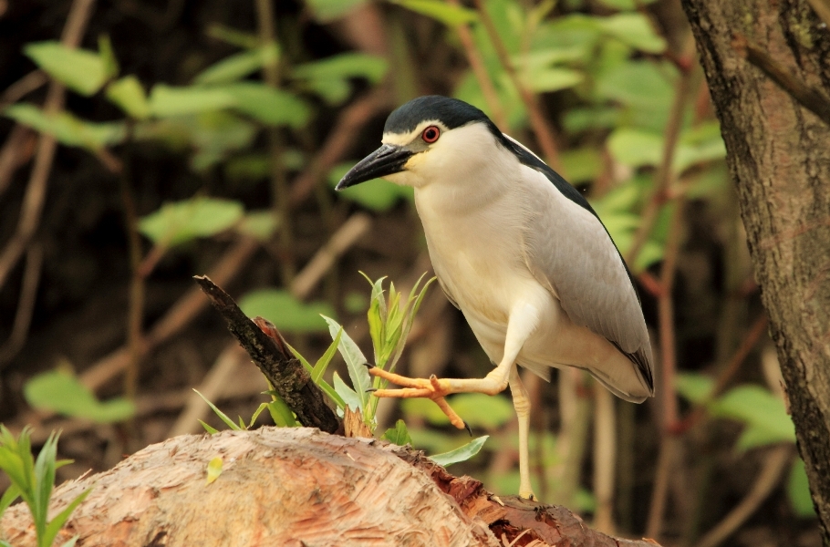 Slepowron - Nycticorax nycticorax